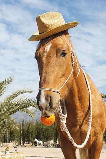 orange horse